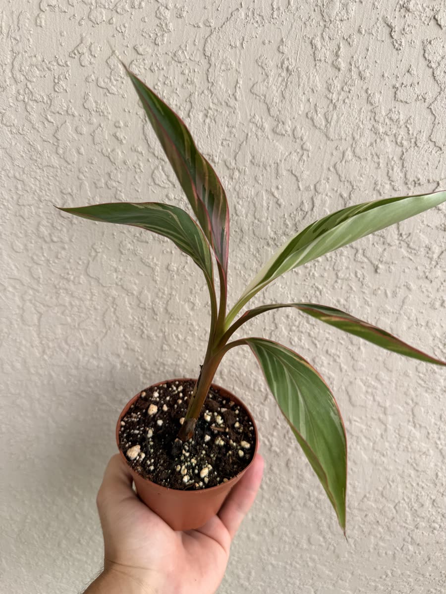 A young variegated musa in a small pot, held in one hand