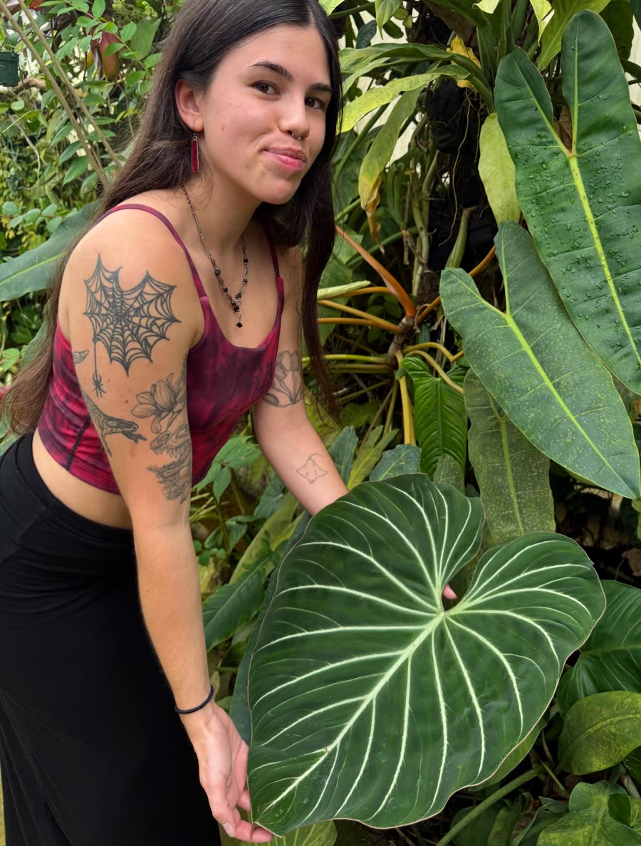 A PlantBones grower holding a large gloriosum leaf in the greenhouse