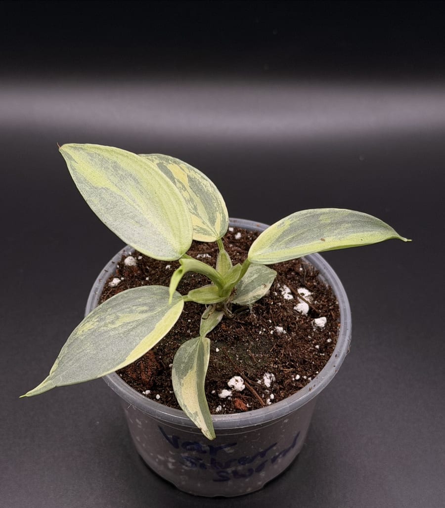 A variegated Philodendron hastatum with silver blue leaves and cream sectoring