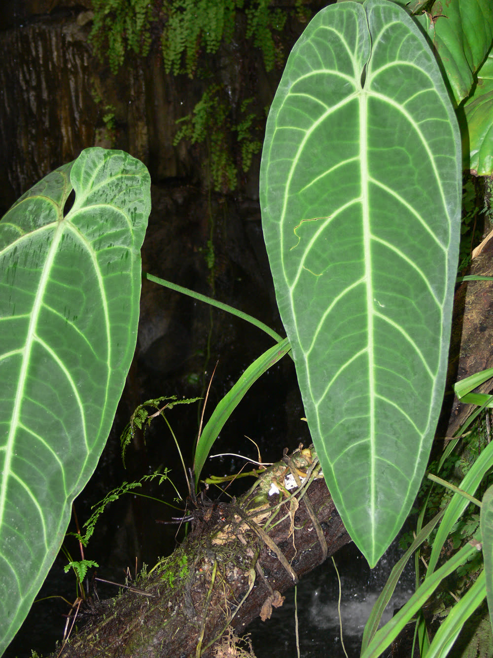 Anthurium warocqueanum, long velvety dark green leaves with pale silver veining