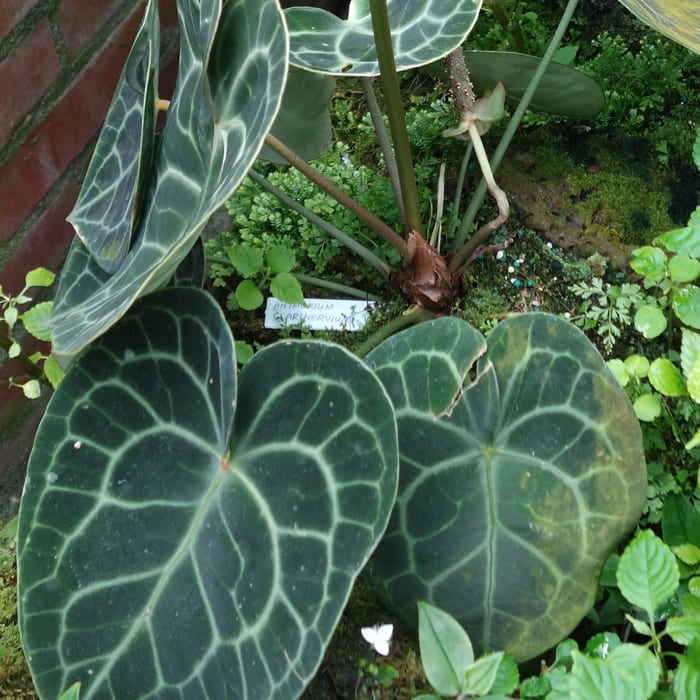 Anthurium clarinervium, dark velvety heart shaped leaves with bright white veining