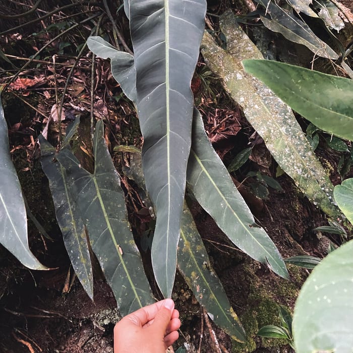 Philodendron spiritus-sancti, very long narrow deep green leaves, a hand held beside one for scale